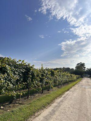 Driveway to the winery