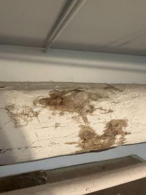 They tried to cover up mold in a unit and rented it out.