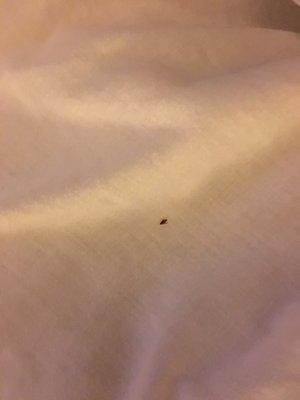 Bed bug!!!