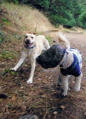 Pack hikes make for happy pups!