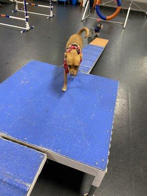 Agility course