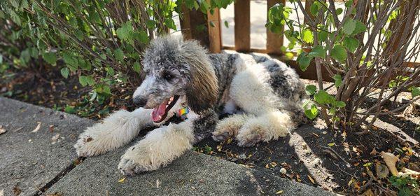 Risky, standard male Poodle 7mos