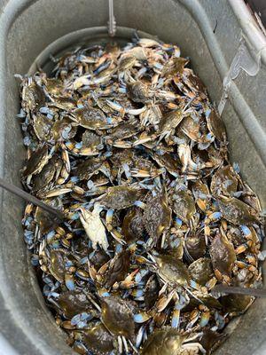 Blue crabs. Yesssss!!! Need to have crab night soon.