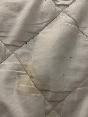 Stained mattress cover with dead bed bugs...