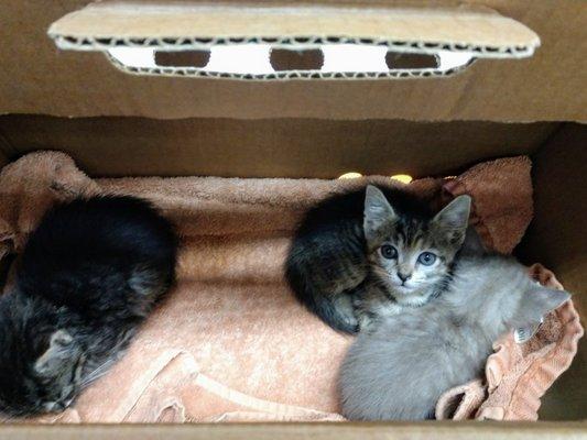 My three sick kittens in a box on their table