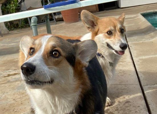 Corgi collection