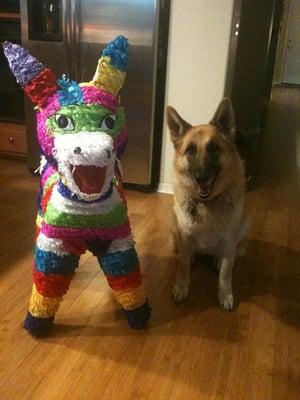 Donkey Pinata next to my German Shepard