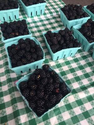 Huge blackberries