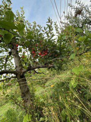 Apple trees