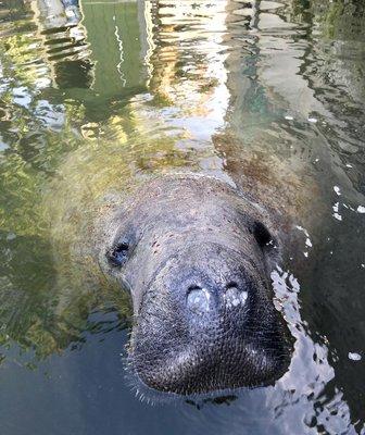 Adorable Manatee, Marathon, FL!