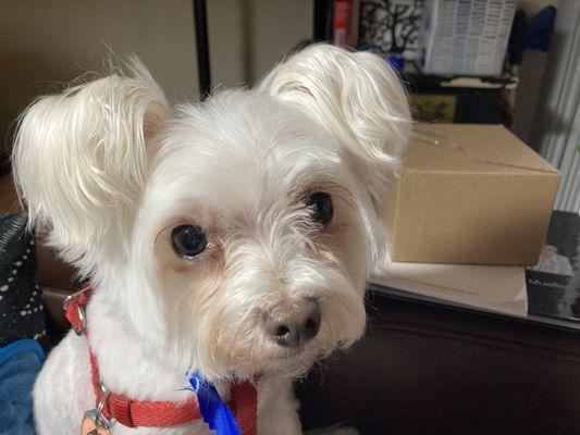 Misty the 10 year old Maltese trickster.