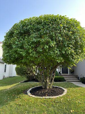 Tree trimming and mulch