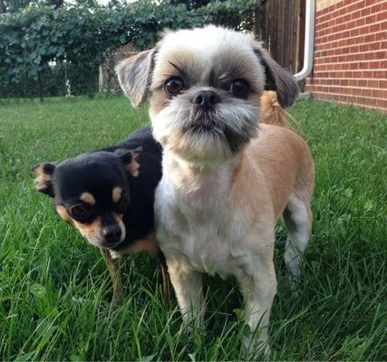 Maddie and Nacho, two days after Maddie's fabulous summer do by Susan!