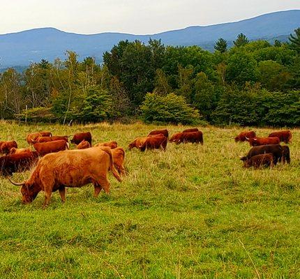 The Von Trapp cattle farm. The breed hails from Scotland  -  (9/2/2021)