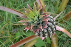 Maui Grown Pineapple Ex-Streess is one of our most popular Apothecary Spa Packages.