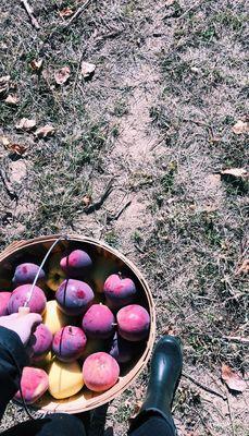 Hansen's fresh picked apples