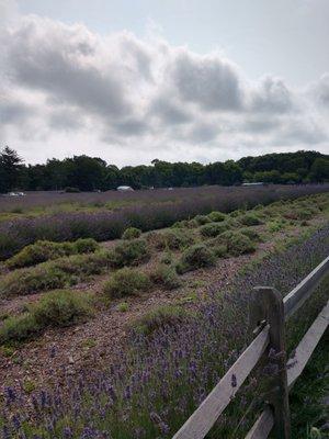 Fields still in bloom July 18, next week they get cut back.