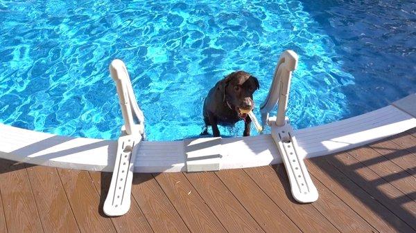 Rocky, The Very Handsome Chocolate Lab!!!