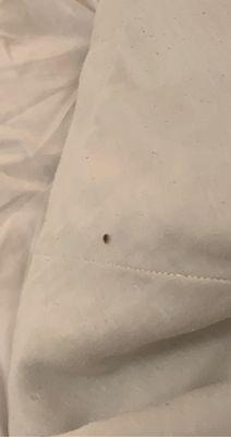 Baby bed bug