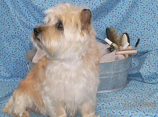 Cairn Terrier