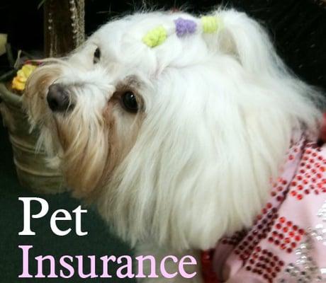 Pet Insurance