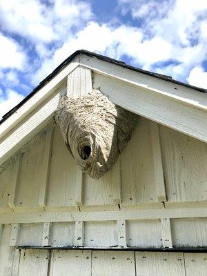 Are wasps and hornets keeping you from enjoying your summer outdoors? Call or text Rainier Pest Control!