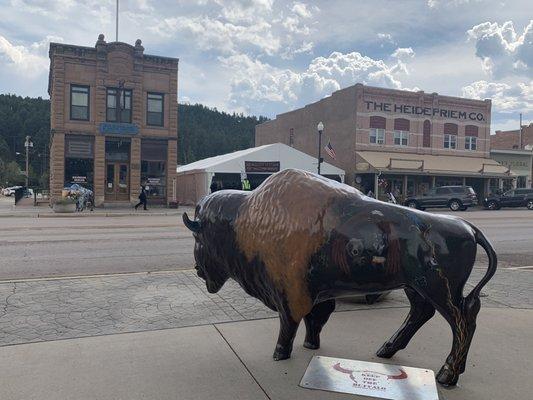 Bison on Main Street