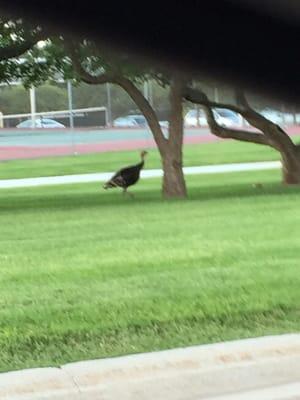 Lots of wild turkeys near the lodge