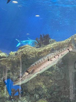 The Aquarium may be closed, but the Shark Reef Cafe is open.