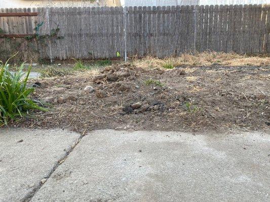 Clumpy dirt back yard.