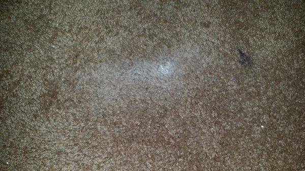 after repair ruined carpet with drywall