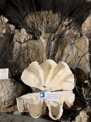 Giant clam