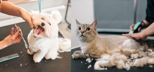 Dog & Cat Full Grooming