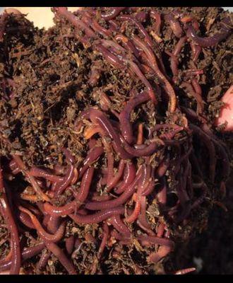 Red Wiggler Worms