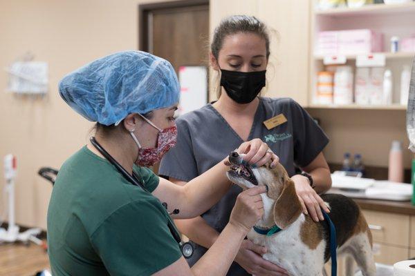 Dr. Infante examining a patient's teeth.