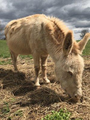 Donkey was happy to greet us along our self guided tour