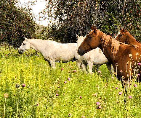 Happy horses in the orchard!