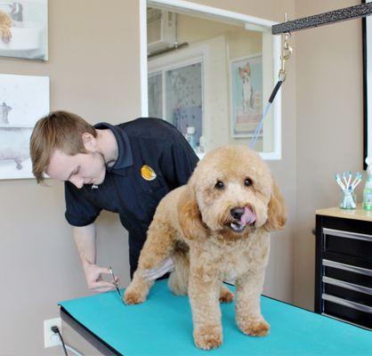 Groomer Alex and Finn!