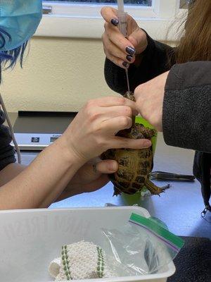 Gavage feeding for Russian tortoise