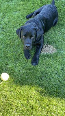 West Coast Labrador Retriever Rescue