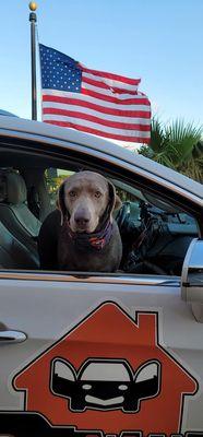 My friend's dog..Lucy. He takes her everywhere. My dogs won't  get in the car.