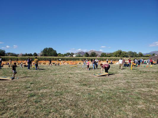 Sooooo many pumpkins!