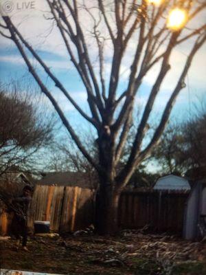 Tree pruning