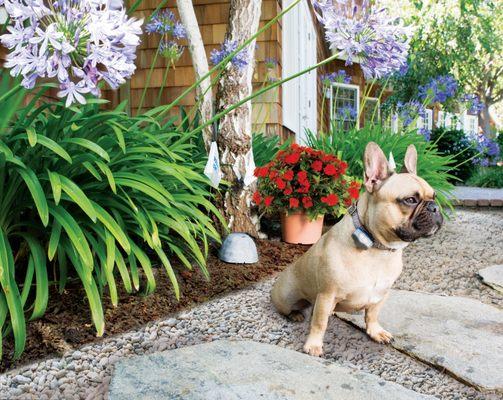 A dog on a path next to a garden.