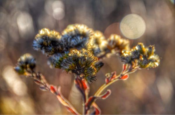 More fall foliage taken along trail!!