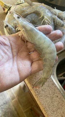 Beautiful Gulf shrimp like this were only $3.75 a pound in October 2023.