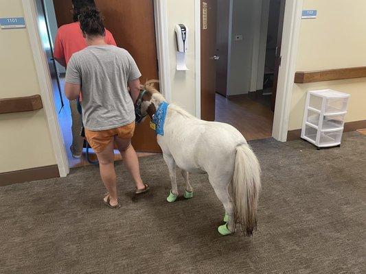 Animal therapy - little pony periodically tours the facility