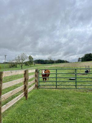 Curious cow