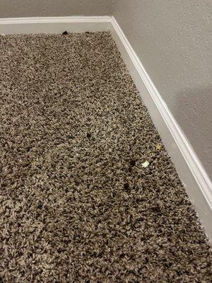 Carpet Feces