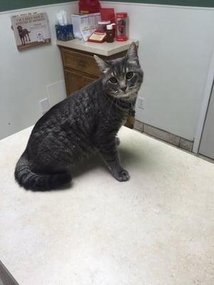 My kitty waiting for his examination!